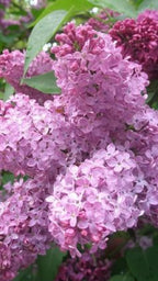 25 Heather Lilac Seeds Bloom Perennial Flowers Fragrant Seed Flower Shrub Bush
