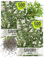 Seed Needs Winter Savory Seeds for Planting - Non-GMO Heirloom & Untreated Perennial Herb Seed to Plant a Culinary Kitchen Garden Indoors or Outdoors (2 Packs)