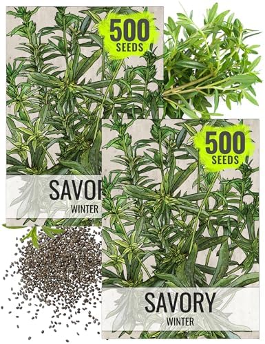 Seed Needs Winter Savory Seeds for Planting - Non-GMO Heirloom & Untreated Perennial Herb Seed to Plant a Culinary Kitchen Garden Indoors or Outdoors (2 Packs)