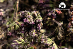 Origanum (Oregano) Wild-Harvested Herbal Tea | Whole Leaves & Flowers | 1 OZ (30g) | Hand-Harvested in Armenia | Naturally Air-Dried, Fragrant, Mountain-Grown Herbal Infusion | Premium Wildcrafted Quality