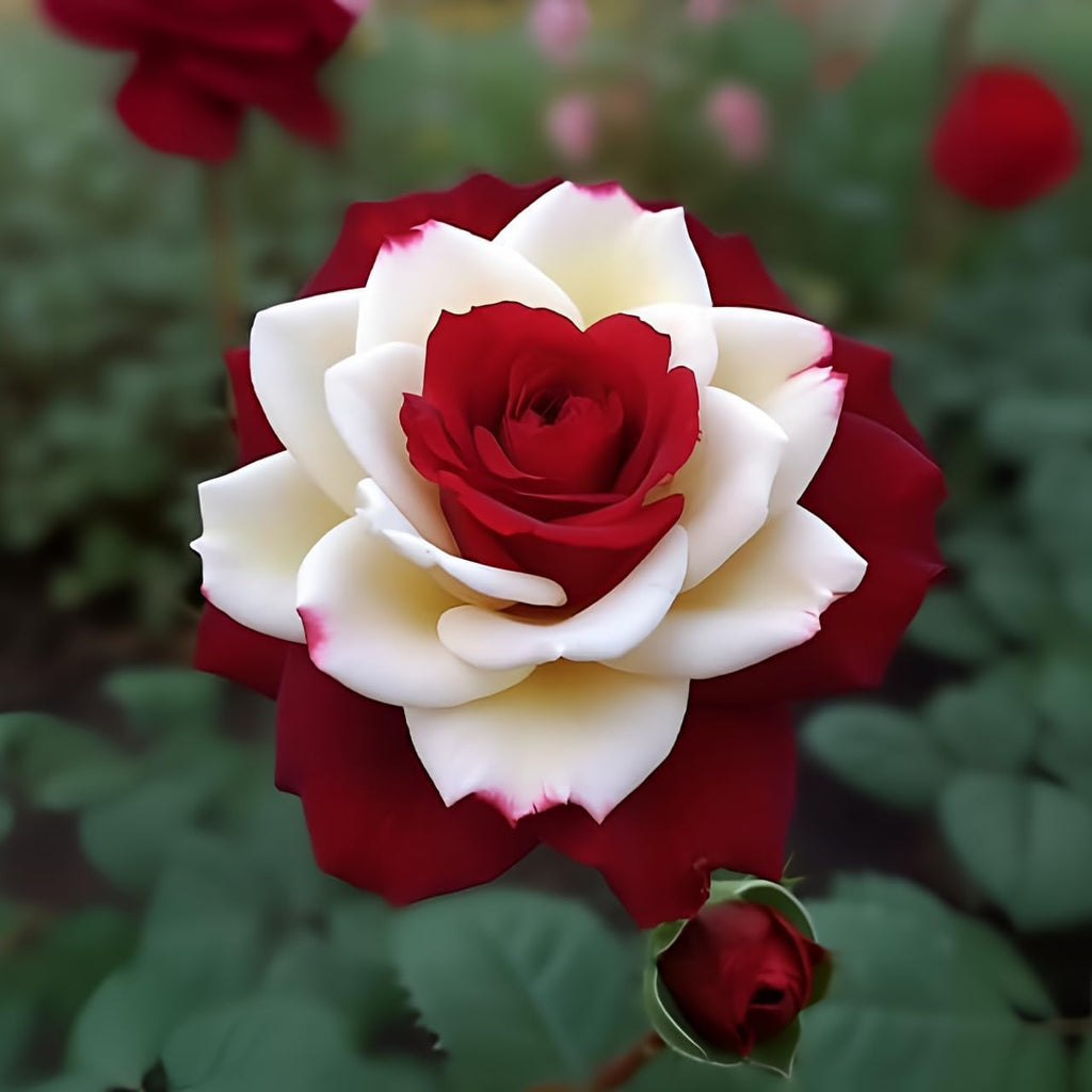 20 Rare Twin Red White Rose Flower Seeds for Planting - Captivating Garden Blooms Non GMO Heirloom Garden - Planting Instructions for Easy Grow - Great Gardening Gifts