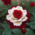 20 Rare Twin Red White Rose Flower Seeds for Planting - Captivating Garden Blooms Non GMO Heirloom Garden - Planting Instructions for Easy Grow - Great Gardening Gifts