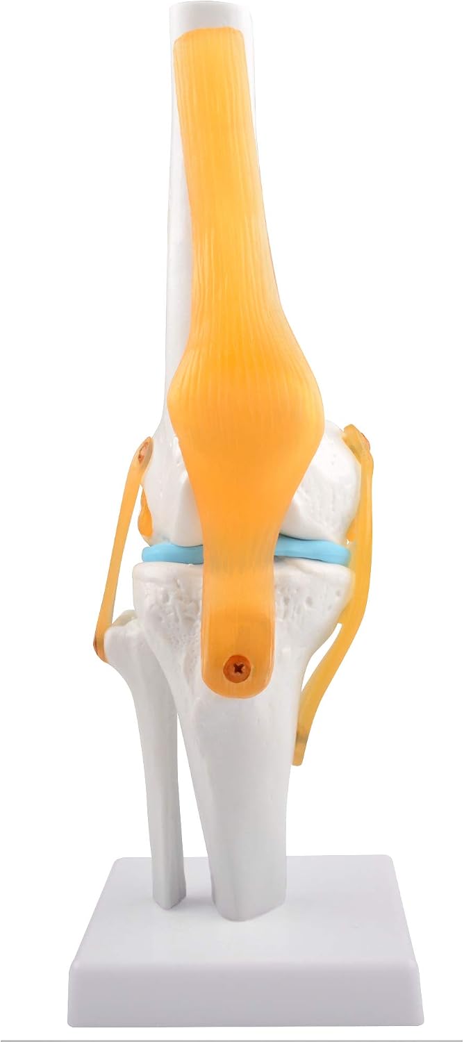 Human Knee Joint Model, 1:1 Scientific Life Size Anatomy Model with Ligaments, Anatomical Teaching Tool for Patient Education and Study