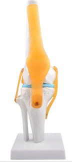 Human Knee Joint Model, 1:1 Scientific Life Size Anatomy Model with Ligaments, Anatomical Teaching Tool for Patient Education and Study