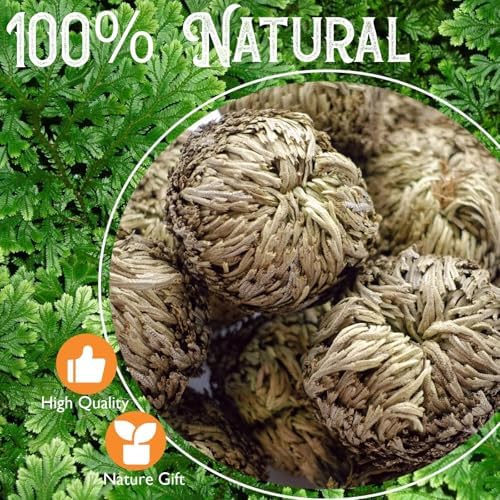 4-Pack Large Premium Dried Rose of Jericho, Selaginella Resurrection Grass, Dried Fern Scale Leaf Prayer Plant, Symbol of Abundance and Prosperity, Ideal for Home Decoration and Spiritual Healing