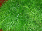 300 Sweet Florence Fennel Foeniculum Vulgare Azoricum Herb Vegetable Flower Seeds