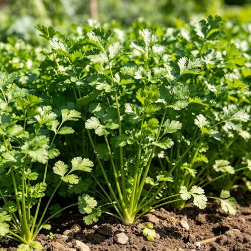 CarpetC 1000+ Cilantro Seeds for Planting, Slow Bolt Annual Herb, Coriandrum sativum Vigorous for Extended Leaf Harvest in Gardens and Containers, Non-GMO Heirloom