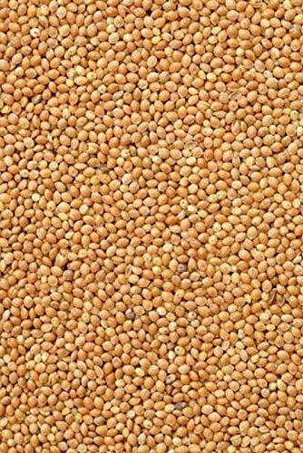 German Millet (Foxtail Millet) Has a drooping “Foxtail-Like”Seed Head-Beautiful(500 - Seeds)