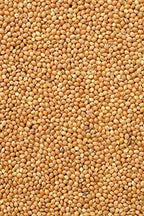 German Millet (Foxtail Millet) Has a drooping “Foxtail-Like”Seed Head-Beautiful(500 - Seeds)