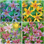 25Pcs Perennial Tricyrtis Wonder Toad Lily Flower Seeds to Plant Outdoor-Non-GMO Heirloom Plant Seeds Garden