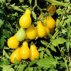 Organic Yellow Pear Tomato Seeds, 100+ Seeds, 250mg