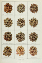 The Grocers Encyclopedia 1911 Coffee Beans Poster Print (18 x 24)