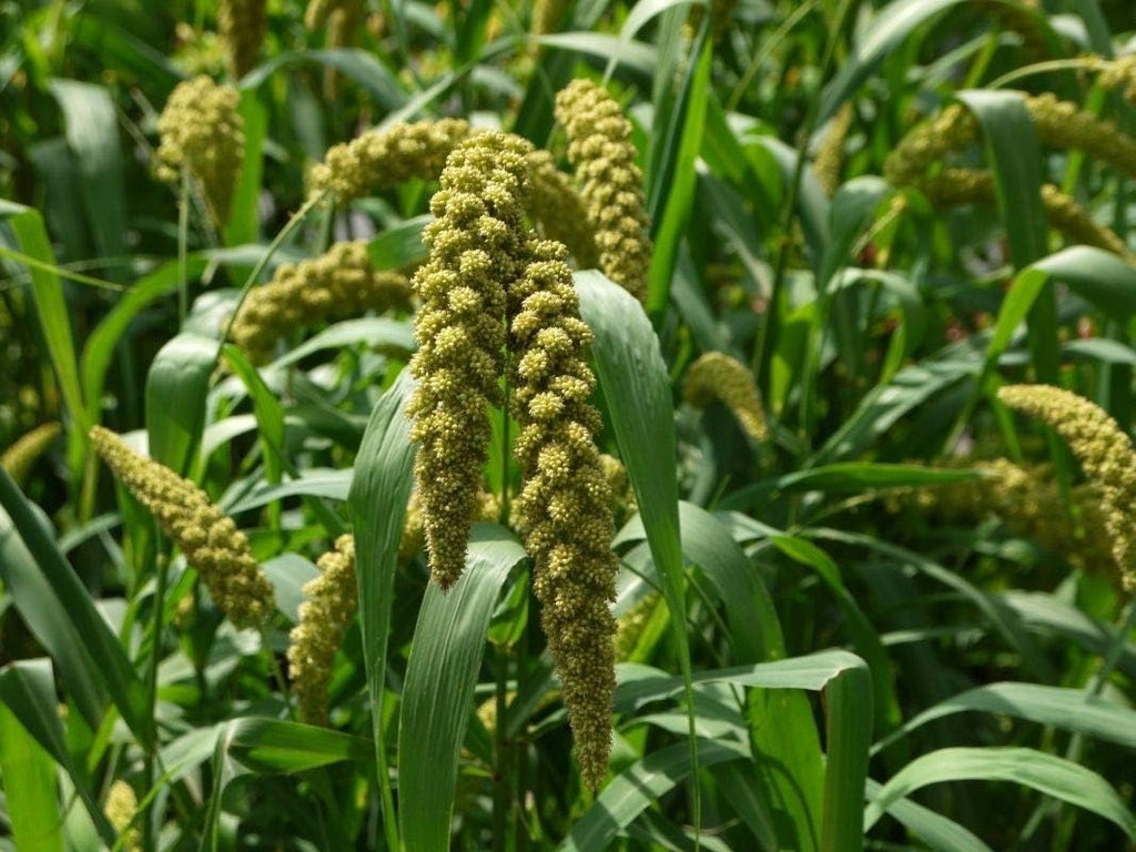 German Millet (Foxtail Millet) Has a drooping “Foxtail-Like”Seed Head-Beautiful(500 - Seeds)