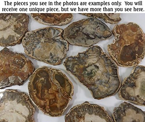 Petrified Wood Slab, a Polished Fossil Stone Tree Specimen Slice from Madagascar, Each Piece Different for a Unique Gift, Medium-Large 4-5" Size
