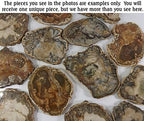 Petrified Wood Slab, a Polished Fossil Stone Tree Specimen Slice from Madagascar, Each Piece Different for a Unique Gift, Medium-Large 4-5" Size