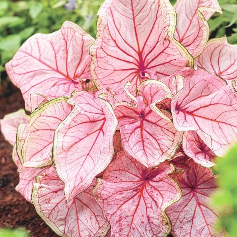 200Pcs Mix Caladium Seeds for Planting for Planting-Non-GMO Heirloom Plant Seeds Garden Outdoor