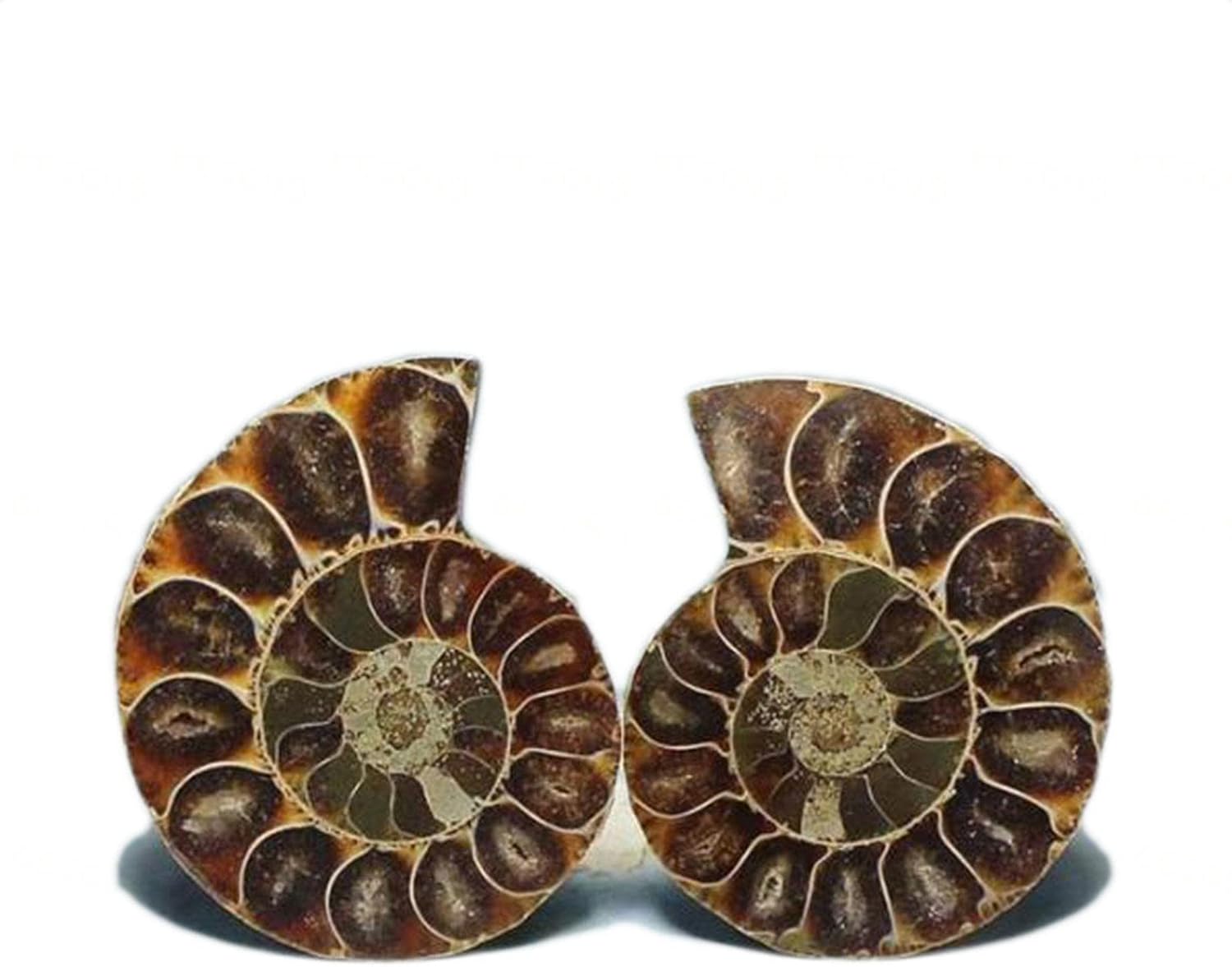 Natural Crystal Conch Quartz Pattern Beautiful Ammonite Fossil Conch Specimen Energy Mineral Specimen Slice for Home Decor Gifts Ornament Geography Teaching,2.0in