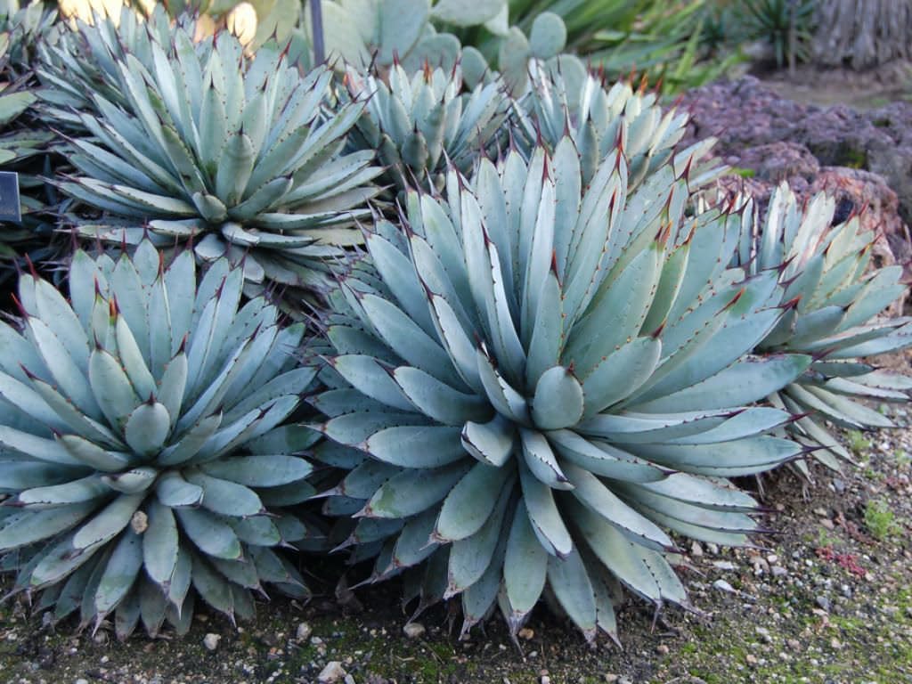 12 Agave Macroacantha Seeds