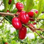 30Pcs Perennial Miracle Berry Fruit Seeds for Planting-Non-GMO Heirloom Plant Seeds Garden Outdoor
