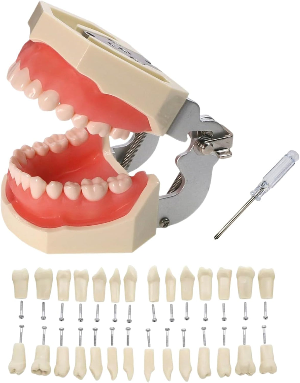 Typodont Teeth Model with Removable Teeth,Dental Tooth Model Suitable for Teaching, Practice and Study, with a Small Screwdriver and 28 spareteeth