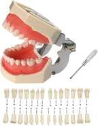 Typodont Teeth Model with Removable Teeth,Dental Tooth Model Suitable for Teaching, Practice and Study, with a Small Screwdriver and 28 spareteeth