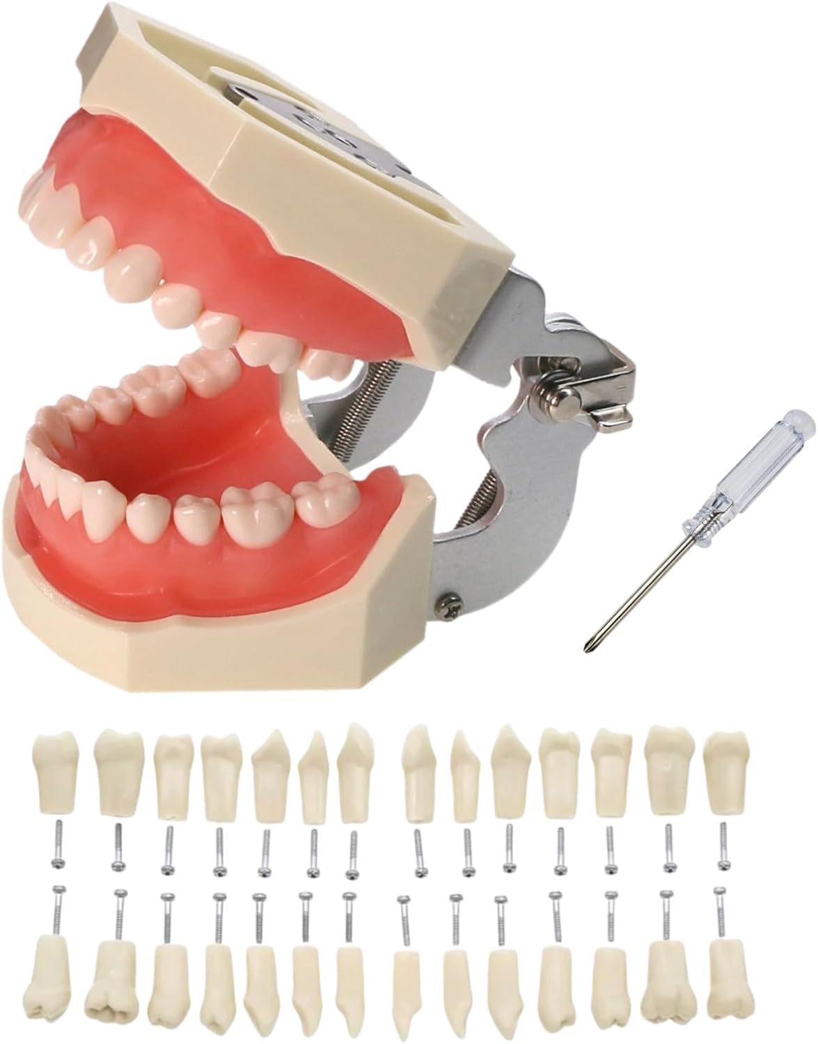 Typodont Teeth Model with Removable Teeth,Dental Tooth Model Suitable for Teaching, Practice and Study, with a Small Screwdriver and 28 spareteeth