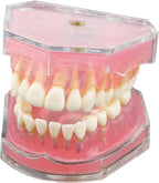 Dental Demonstration Teeth Model - Standard Study Teaching Dental Mode with All Removable Teeth #4004 Silica Gel Material Soft and Bendable Teeth Typodonts