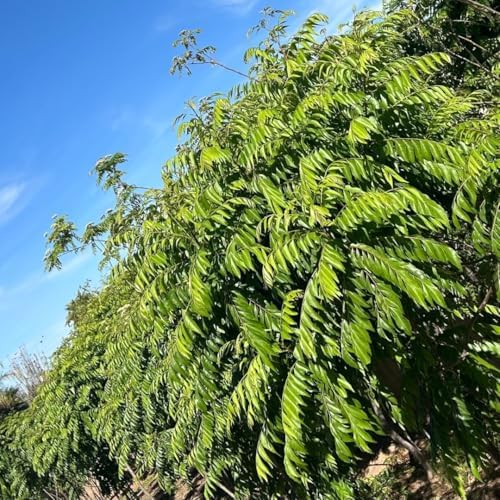 Curry Forest Fresh Curry Leaves-100% Natural & Pesticide-Free, Grown in Phoenix USA, Hand-Picked for Authentic Flavor 3 oz
