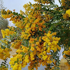 5pcs Acacia Dealbata (Golden Mimosa) Seeds – High-Germination Non-GMO Flowering Tree – Drought-Tolerant, Easy-Grow Garden Plant