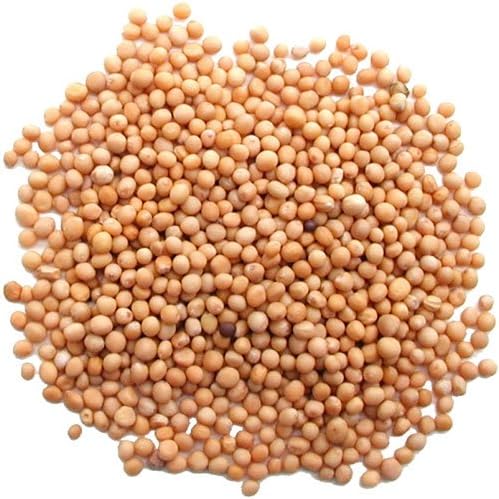 Pride of India Yellow Mustard Seeds 11 oz | Aromatic & Pungent Whole Mustard Seeds Spice for Cooking, Pickling & Tempering | Used in Curry, Salad Dressing, Chicken, Meat & Sauces | Easy to Store