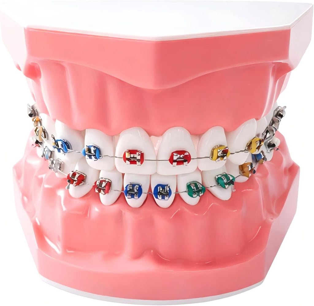 Orthodontic Dental Model with Brackets for Educational Demonstration - Silicone Teeth Typodont with Braces, Anatomic Teaching Tool - Dental Care Training Device for Students and Patients