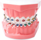 Orthodontic Dental Model with Brackets for Educational Demonstration - Silicone Teeth Typodont with Braces, Anatomic Teaching Tool - Dental Care Training Device for Students and Patients