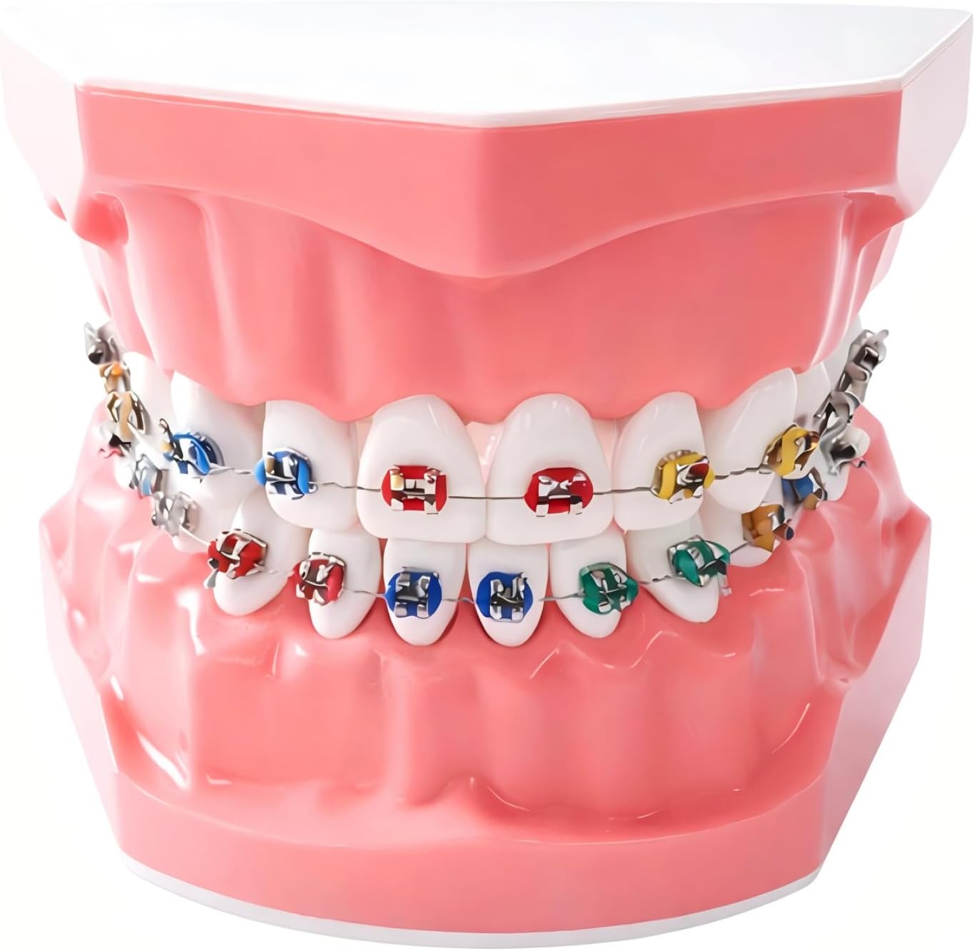 Orthodontic Dental Model with Brackets for Educational Demonstration - Silicone Teeth Typodont with Braces, Anatomic Teaching Tool - Dental Care Training Device for Students and Patients