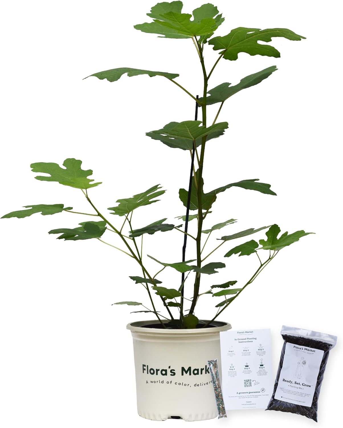 Chicago Hardy Fig - Includes Planting Kit (1 Gallon)