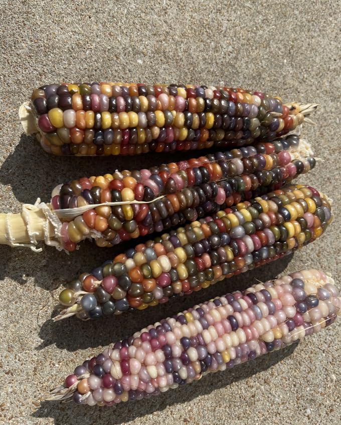 Glass Gem Corn Seeds – Heirloom, Non-GMO, Rainbow Popcorn Variety | Pack of 30 Seeds