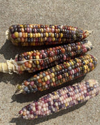 Glass Gem Corn Seeds – Heirloom, Non-GMO, Rainbow Popcorn Variety | Pack of 30 Seeds