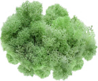 Preserved Reindeer Moss - 2 oz- Bag (Mint)