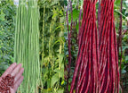 30PCS Green/Red Yard Long Bean Seeds Asian Noodle Asparagus Bean Seeds Non-GMO Heirloom