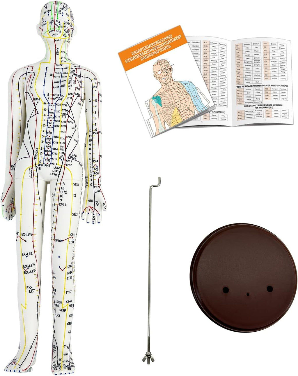 Acupuncture Model, Human Acupoint Model 20.5in Full Body Silicone Professionals Clear Identification with Base for Chinese Medicine Teaching Acupoint Student Demonstration (Female）