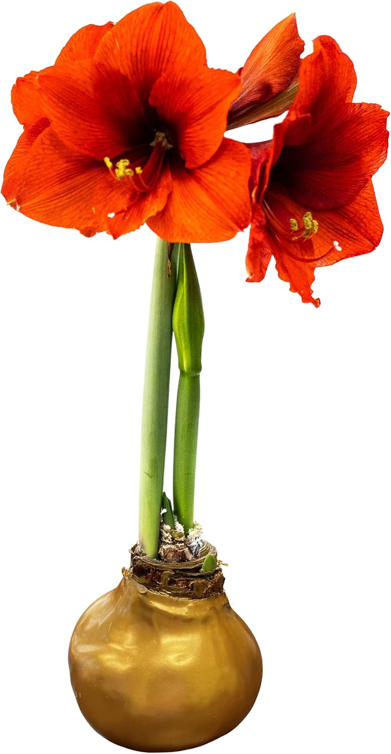 Waxed Amaryllis Bulb – Gold Wax with Red Blooms – Live Holiday Gift Plant, Easy Care, No Watering Needed