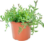 Sprout N Green String of Dolphins, Live Succulent Plant Fully Rooted in 4" Pot with Soil, Trailing Houseplant for Home Office Wedding Hanging Decor DIY Projects Party Favor, Keep Away from Pets