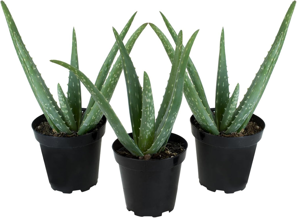 Aloe Vera Plant Live Succulent Plants (3 Pack), Live Aloe Vera Plant Succulents, Live Aloe Plant in Aloe Plant Pot, Aloe Plants Live Indoor Plants, Succulents Live House Plants by Plants for Pets