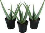 Aloe Vera Plant Live Succulent Plants (3 Pack), Live Aloe Vera Plant Succulents, Live Aloe Plant in Aloe Plant Pot, Aloe Plants Live Indoor Plants, Succulents Live House Plants by Plants for Pets
