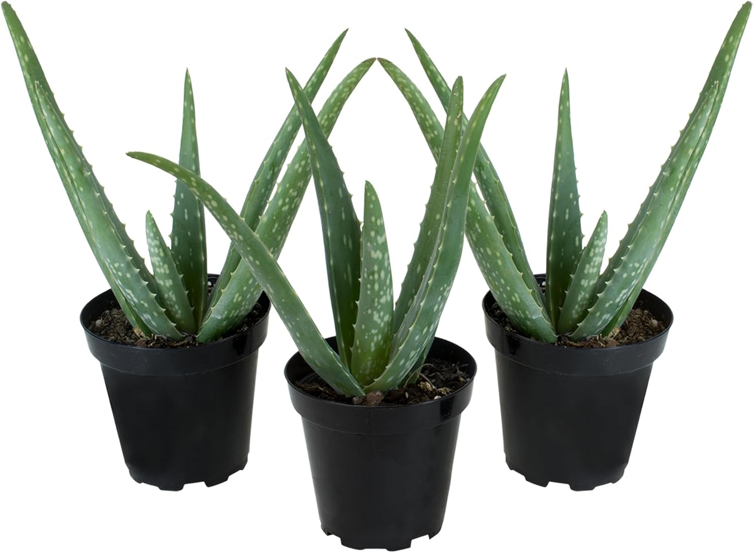 Aloe Vera Plant Live Succulent Plants (3 Pack), Live Aloe Vera Plant Succulents, Live Aloe Plant in Aloe Plant Pot, Aloe Plants Live Indoor Plants, Succulents Live House Plants by Plants for Pets