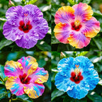 25Pcs Exotic Hibiscus Flower Seeds for Planting - Perennial Flower for Home Garden