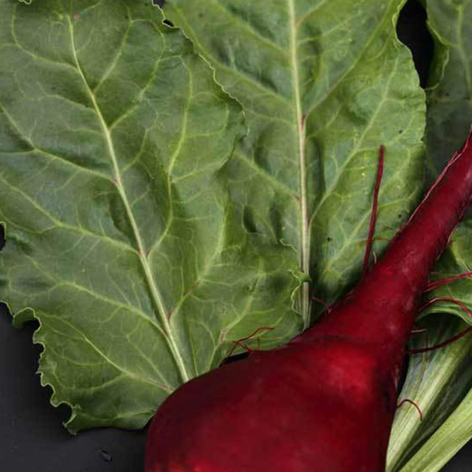 Lutz Green Leaf Beet Seeds - 1 LB Bulk ~24,000 Seeds - Heirloom, Open Pollinated, Non-GMO, Farm & Vegetable Gardening Seed