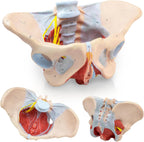 1:1 Life Size Human Female Pelvis Model with Pelvic Floor Muscles Perineal Model All in One Female Anatomy Model Skeleton for the teaching of physiology and hygiene in the teaching of anatomy schools