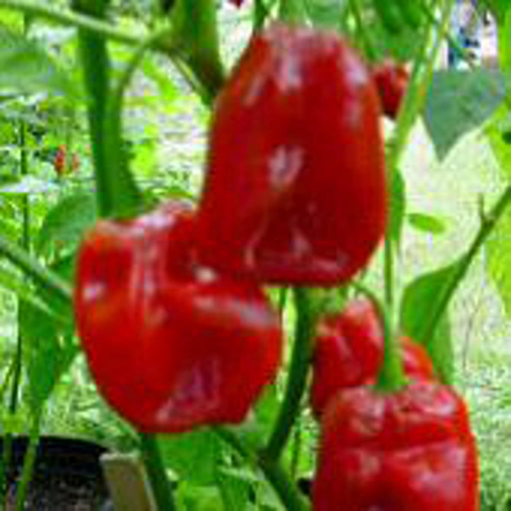 Generic Habanero Hot Peppers (Red Savina) Seeds (45 Seeds)
