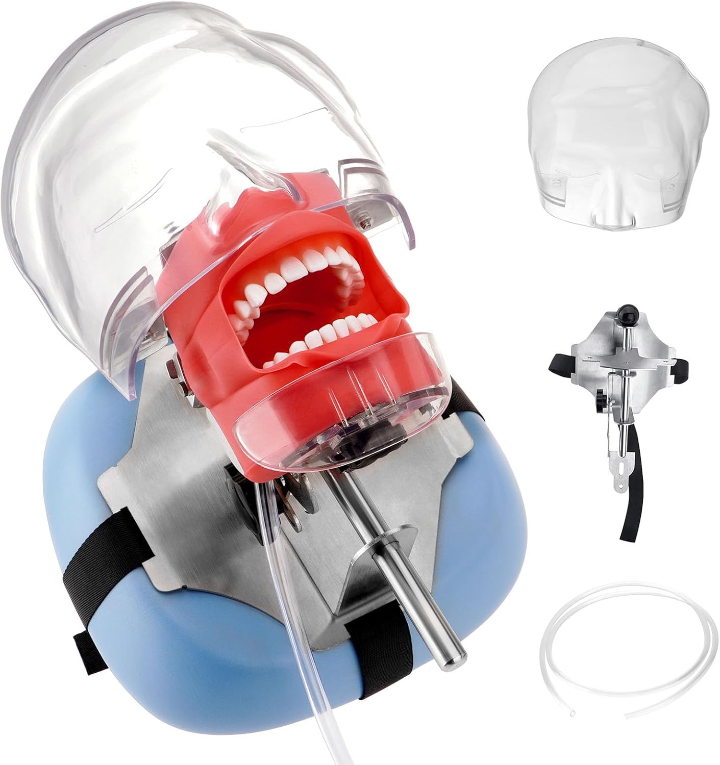 4E 4E'S USA Dental Manikin Simulator Phantom Head (28 Teeth)：Dental Mannequin Head with Detachable Teeth, 180-Degree Rotatable, Height Adjustable, Bandage Installation