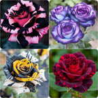 Perennial Rose Seeds 29pcs– Colorful Garden Flowers – Easy Care & Long Blooming Variety